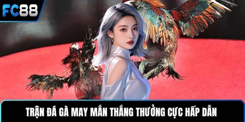 Trận đá gà may mắn thắng thưởng cực hấp dẫn